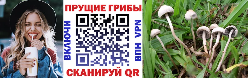 Псилоцибиновые грибы Psilocybine cubensis  Оханск 